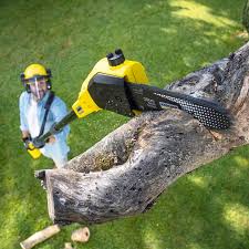 Best Fruit Tree Pruning  in Blue Ash, OH