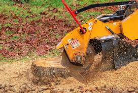 Best Tree Preservation Services  in Blue Ash, OH
