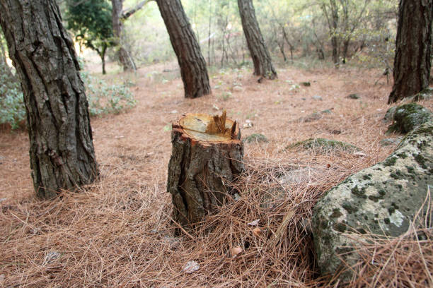 Best Emergency Tree Removal  in Blue Ash, OH