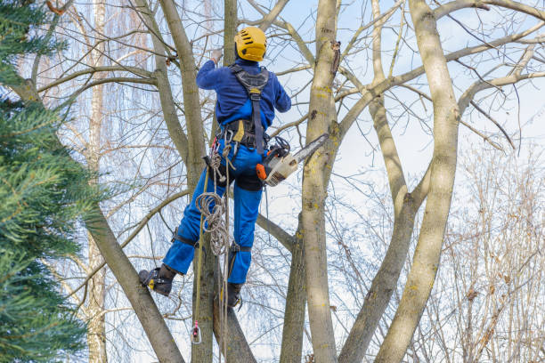 Best Lawn Disease Treatment  in Blue Ash, OH