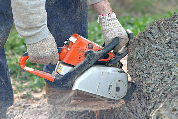  Blue Ash, OH Tree Care Pros