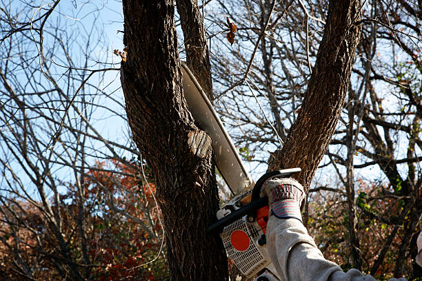 Best Pest Control for Lawns  in Blue Ash, OH